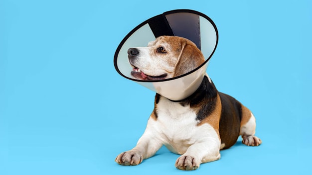 Elderly beagle wearing a cone from the vet.